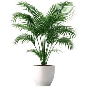 Areca Palm