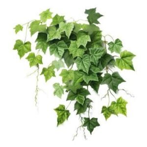 Boston Ivy