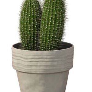 الصبار