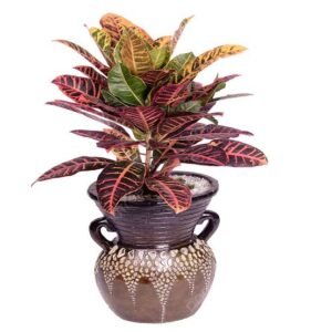 Croton