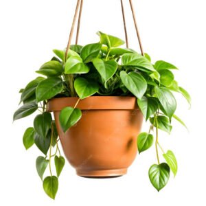 Pothos