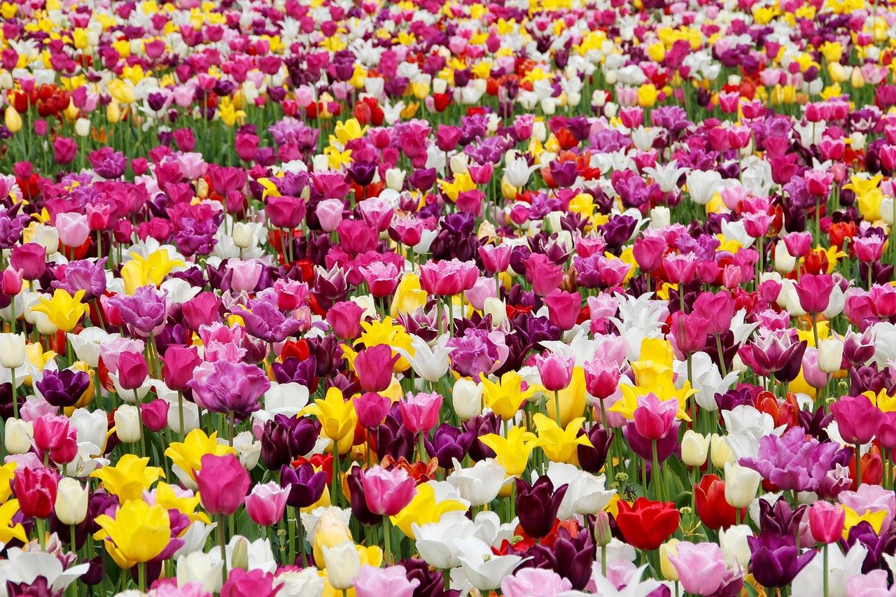 tulips, flowers, field, tulip farm, tulip field, colorful, colorful flowers, beautiful flowers, garden, tulip garden, flower garden, bloom, blossom, flora, flower wallpaper, floriculture, horticulture, flower background, botany, nature, plants, tulpenbluete, field of flowers, holland