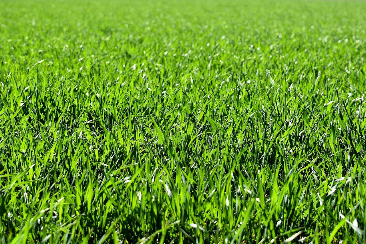 meadow, field, nature, grass, landscape, grassy, grasslands, grass blades, lush, green, greenery, green grass, lawn, meadow, field, field, grass, grass, green, green, green, green, lawn, lawn, lawn, lawn, lawn