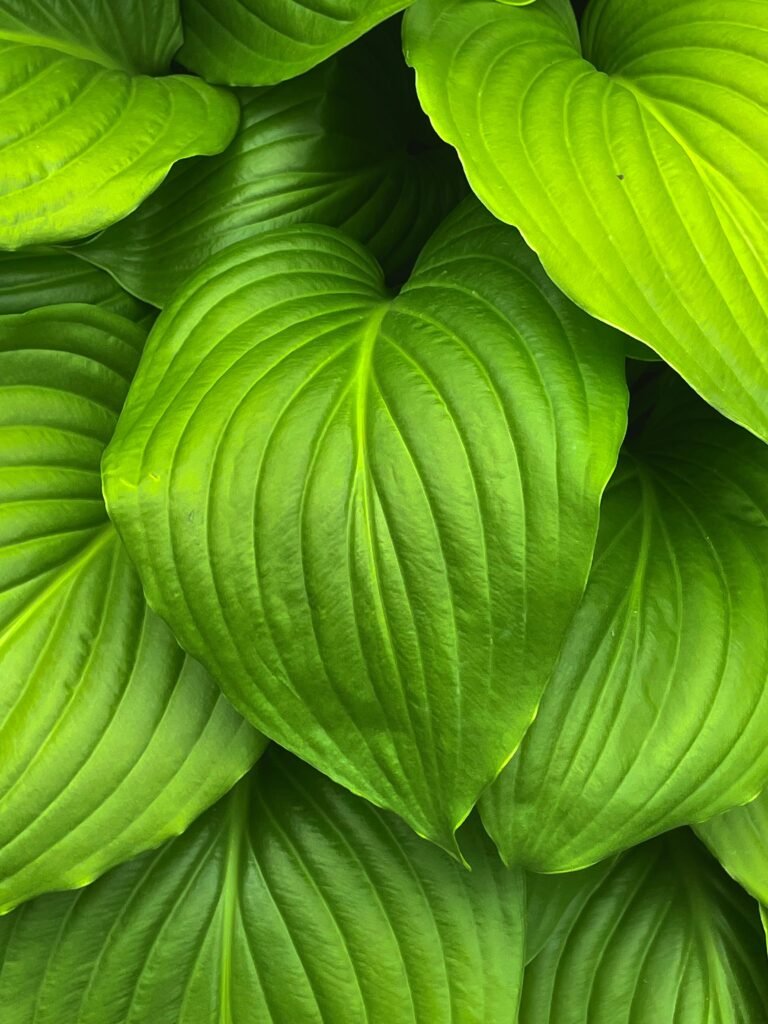 A detailed close-up of vibrant green hosta leaves showcasing lush greenery and natural patterns.
