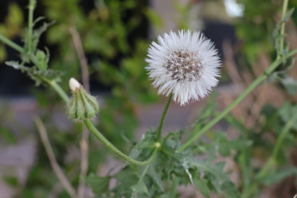 A detailed view of a dandelion flowering outdoors in Andalucía, Spain.