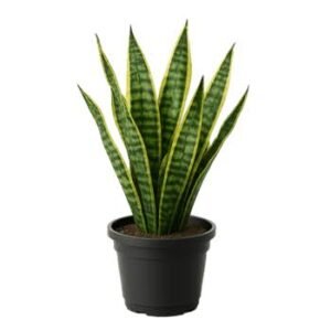 Snake Plant